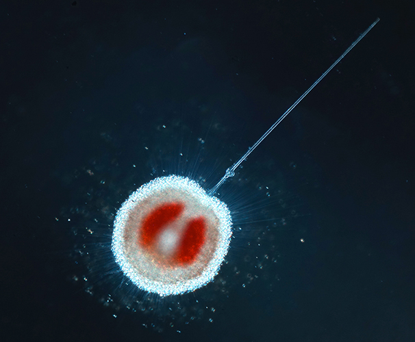 Radiolarian measuring about 0.1 mmm © Christian Sardet CNRS / Tara Oceans / PlanktoChronicles